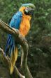 Parrot