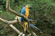 Parrot