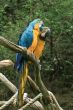 Parrot