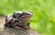 Sitting frog