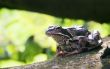 Sitting Frog
