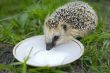 Hedgehog