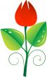 Tulip