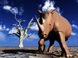 Rhino Wildlife