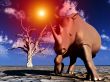 Rhino Wildlife