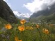 Mountains and flowers