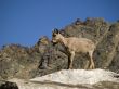 Mountain goat