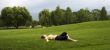 Girl lie on green grass