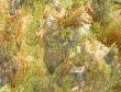 background, green-brown