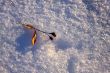 Teil tree leaf on the snow