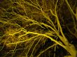 illuminated tree