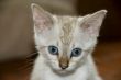 Kitten