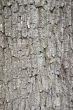 Tree bark