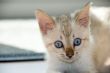 Kitten