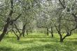 Apple garden