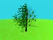 Apple Tree