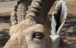 Wild Goat