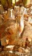 Bark of palm.