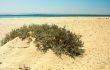 Desert in the Red sea.