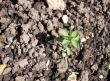 Seedling