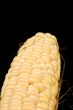 corn on black closeup