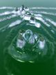 Splish Splash