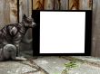 Cat Sign 2