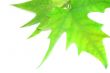 Greens