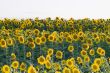 Sunflower Field