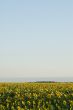 Sunflower Field