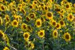Sunflower Field