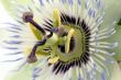 Purple Passionflower