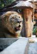King - lion