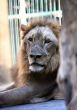 King - lion