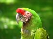 Military Macaw