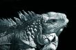 Varan