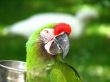 Military Macaw