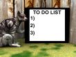 Cat Sign 9