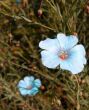 blue flowers