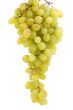 grapes on white background