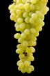 Green grapes on black