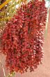 Dates grow on the palm.