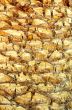 Bark of palm.