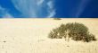 Desert.