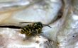 wasp on the fish