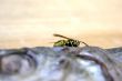 wasp on the fish