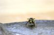 wasp on the fish