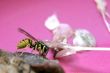 wasp eat the fish
