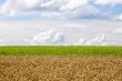 Cornfield