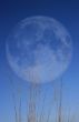 Grass with Moon